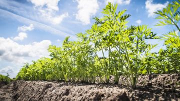 Möhrenlaub gesund halten und Sclerotinia, Alternaria und Echten Mehltau frühzeitig bekämpfen.